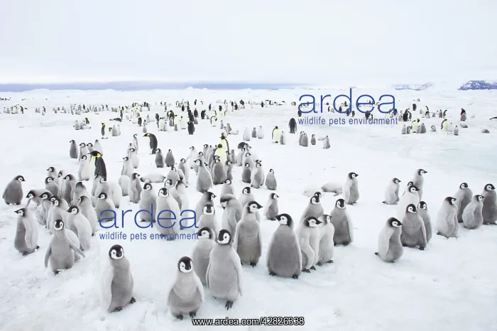 : Emperor Penguin Breeding Colony : Emperor Penguin Breeding Colony