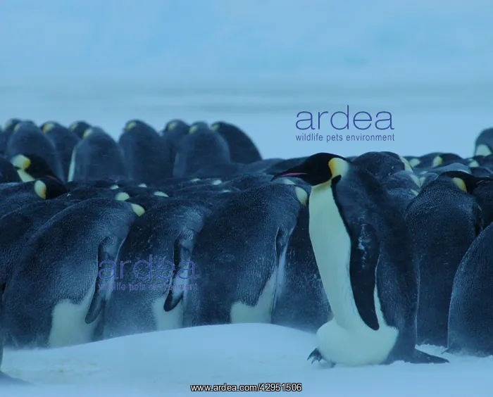 : Emperor Penguin - brooding egg during blizzard : Emperor Penguin - brooding egg during blizzard