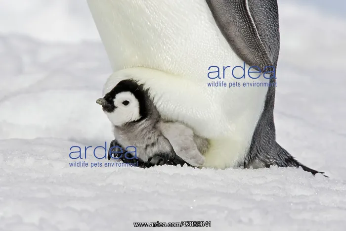 : Emperor Penguin - with chick : Emperor Penguin - with chick