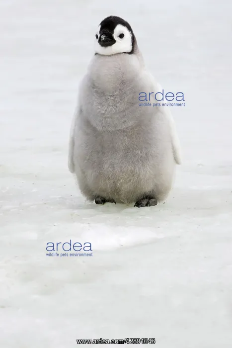 : Emperor Penguin - chick : Emperor Penguin - chick