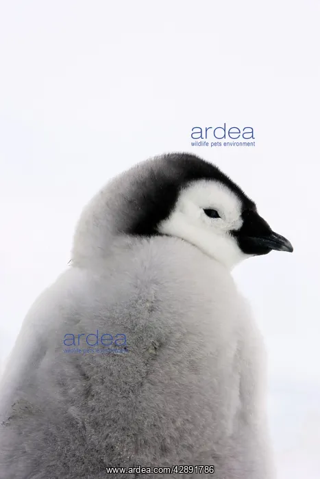  : Emperor Penguin - chick