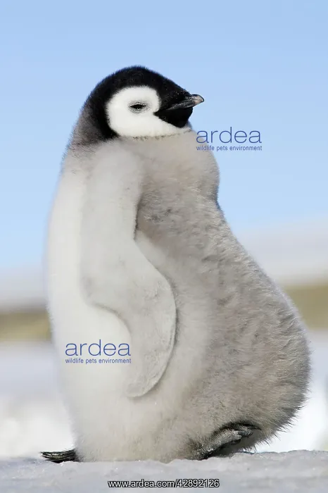 : Emperor Penguin - chick : Emperor Penguin - chick