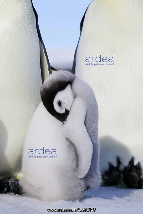 : Emperor Penguin - chick : Emperor Penguin - chick