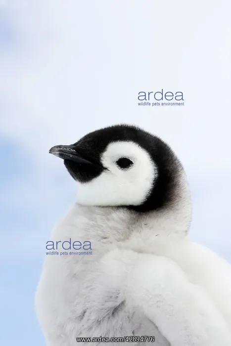 : Emperor Penguin - chick : Emperor Penguin - chick