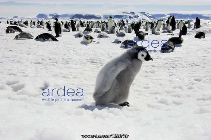 : Emperor Penguin - chick : Emperor Penguin - chick