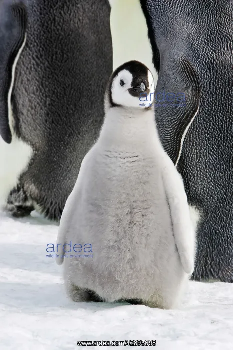 : Emperor Penguin - chick : Emperor Penguin - chick