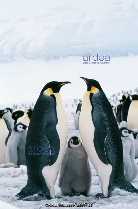 : Emperor Penguin - with chick : Emperor Penguin - with chick