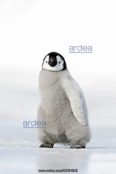 : Emperor Penguin - chick : Emperor Penguin - chick