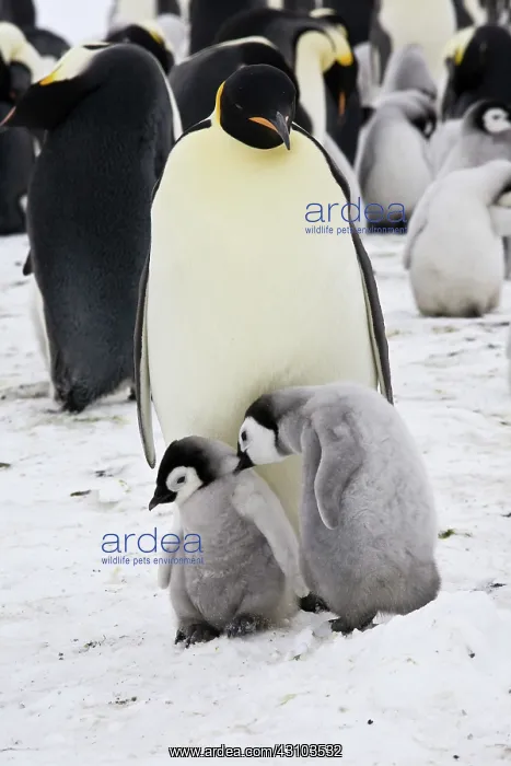 : Emperor Penguin chick attacking rival : Emperor Penguin chick attacking rival