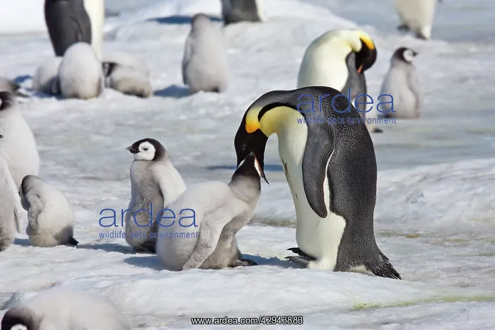 : Emperor Penguin - Chick being fed regurgitated : Emperor Penguin - Chick being fed regurgitated