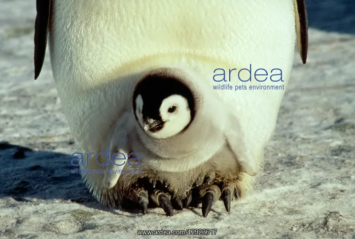 : Emperor Penguin - with chick on feet : Emperor Penguin - with chick on feet