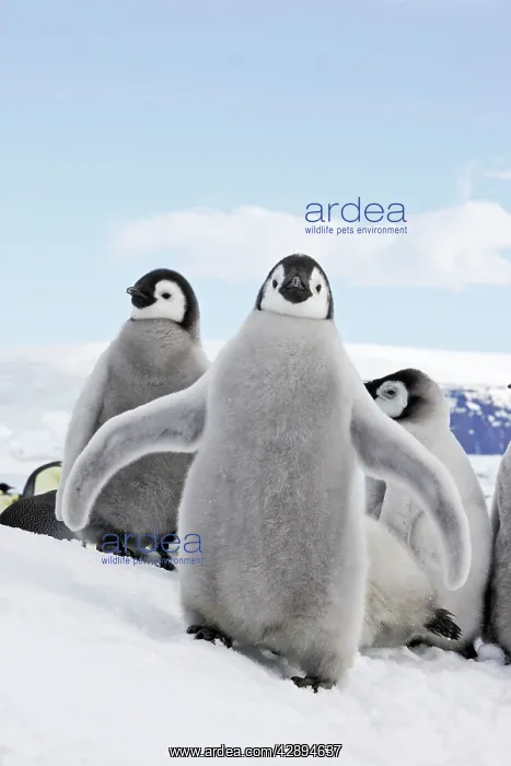 : Emperor Penguin - chick flapping wings : Emperor Penguin - chick flapping wings