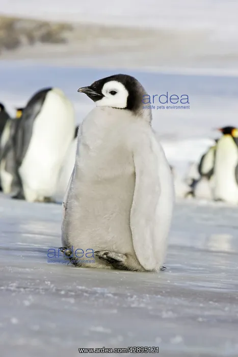 : Emperor Penguin - chick lifting feet off ice to keep warm : Emperor Penguin - chick lifting feet off ice to keep warm