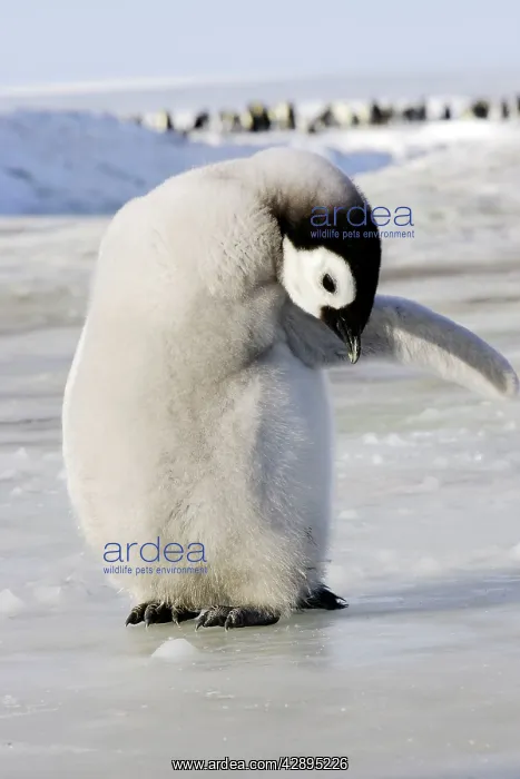 : Emperor Penguin - chick preening : Emperor Penguin - chick preening