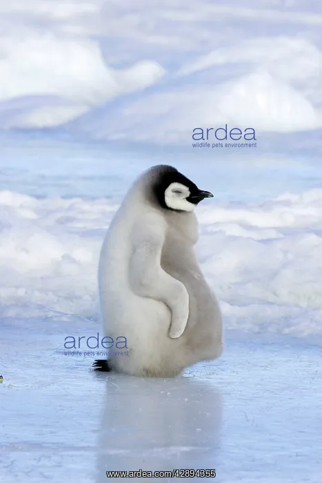 : Emperor Penguin - chick resting on ice : Emperor Penguin - chick resting on ice