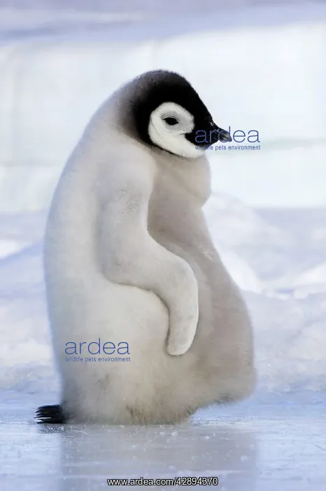 : Emperor Penguin - chick resting on ice : Emperor Penguin - chick resting on ice