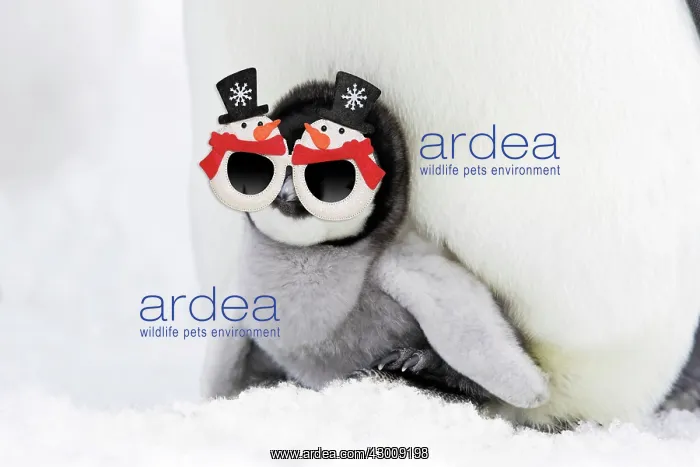 : Emperor Penguin - chick sheltering on adult's : Emperor Penguin - chick sheltering on adult's