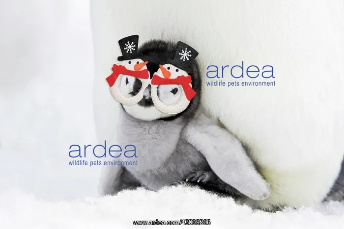 : Emperor Penguin - chick sheltering on adult's : Emperor Penguin - chick sheltering on adult's