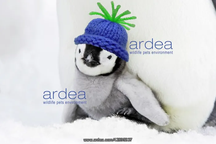 : Emperor Penguin - chick sheltering on adult's feet : Emperor Penguin - chick sheltering on adult's feet