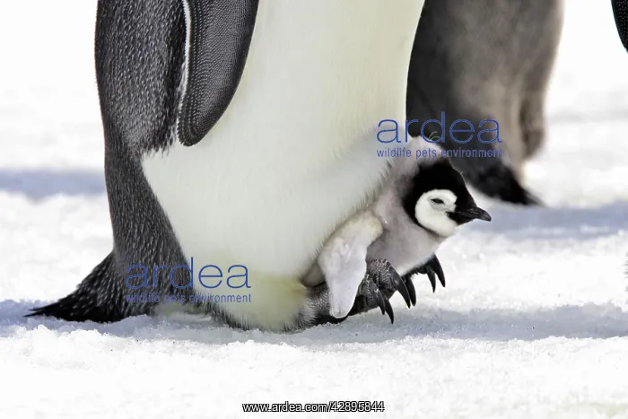 : Emperor Penguin - chick sheltering on adult's feet : Emperor Penguin - chick sheltering on adult's feet