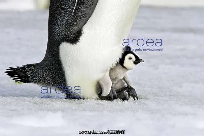  : Emperor Penguin - chick sheltering on adult's feet