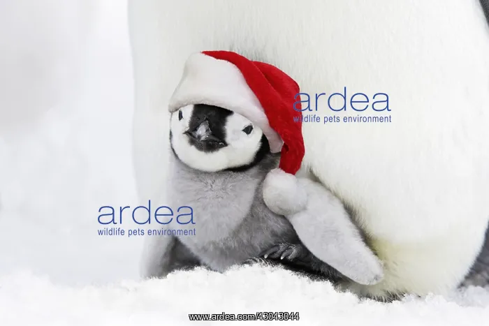 : Emperor Penguin - chick sheltering on adult's feet : Emperor Penguin - chick sheltering on adult's feet