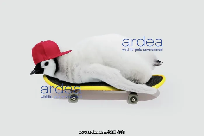 : Emperor Penguin, chick on skateboard wearing baseball cap : Emperor Penguin, chick on skateboard wearing baseball cap