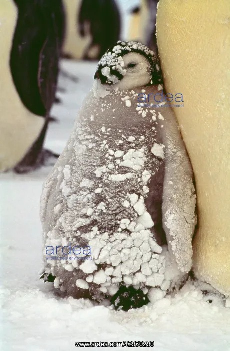 : Emperor PENGUIN - chick in snow : Emperor PENGUIN - chick in snow