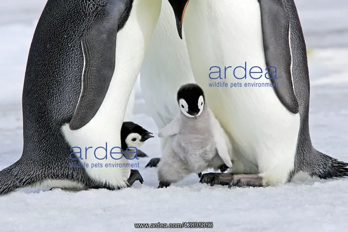 : Emperor Penguin - chick stepping onto adult's feet : Emperor Penguin - chick stepping onto adult's feet