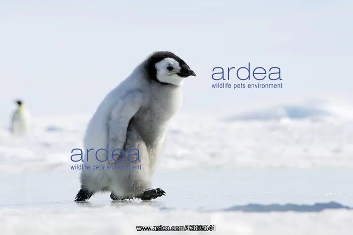 : Emperor Penguin - chick walking across ice : Emperor Penguin - chick walking across ice