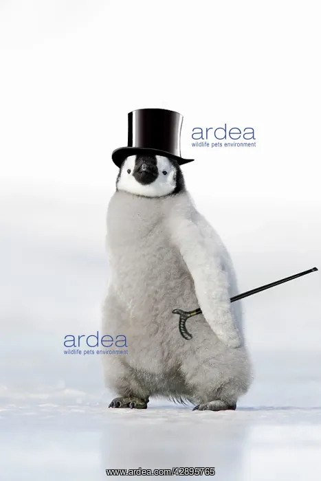 : Emperor Penguin - chick wearing bowler hat : Emperor Penguin - chick wearing bowler hat