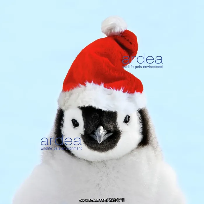 : Emperor Penguin - chick wearing Christmas hat : Emperor Penguin - chick wearing Christmas hat