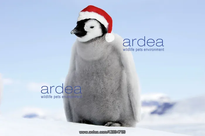 : Emperor Penguin - chick wearing Christmas hat : Emperor Penguin - chick wearing Christmas hat