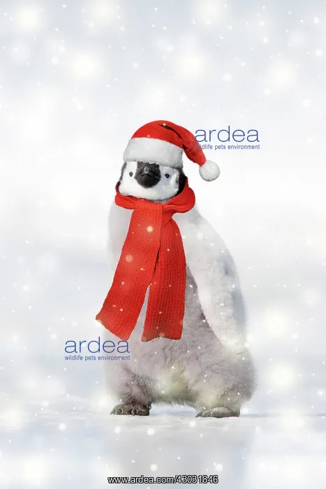 : Emperor Penguin - chick wearing Christmas hat and scarf : Emperor Penguin - chick wearing Christmas hat and scarf
