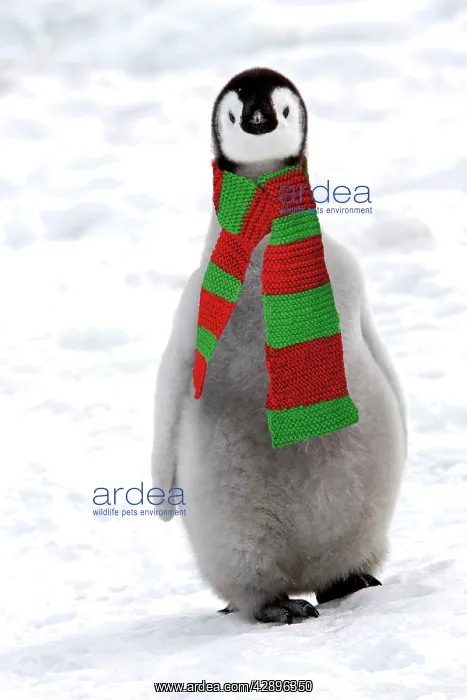 : Emperor Penguin - chick, wearing christmas scarf : Emperor Penguin - chick, wearing christmas scarf