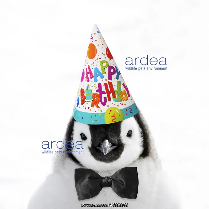 : Emperor Penguin, chick wearing Happy Birthday party hat : Emperor Penguin, chick wearing Happy Birthday party hat