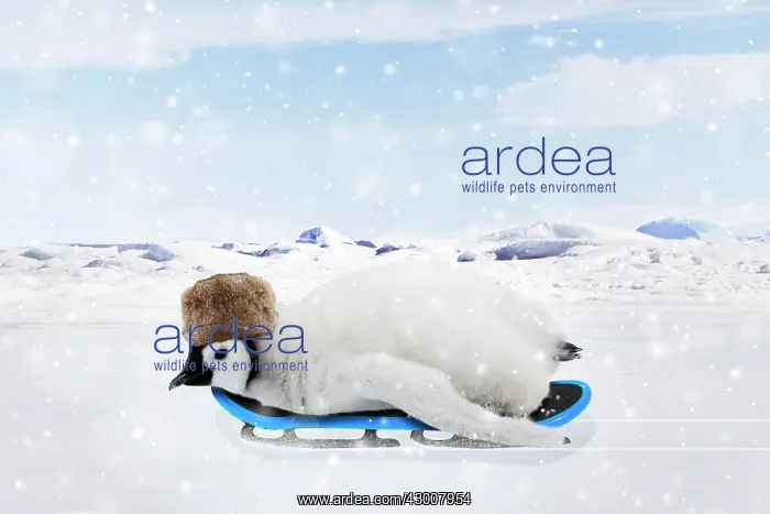 : Emperor Penguin, chick wearing hat on a sledge in : Emperor Penguin, chick wearing hat on a sledge in