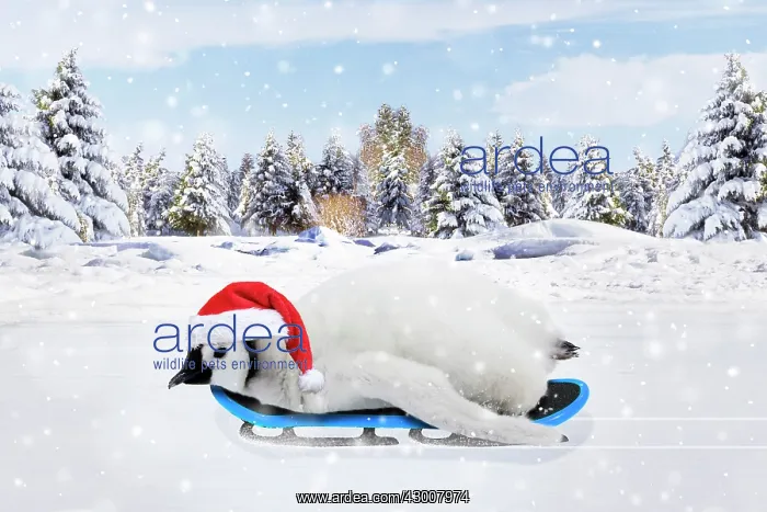: Emperor Penguin, chick wearing hat on a sledge in : Emperor Penguin, chick wearing hat on a sledge in