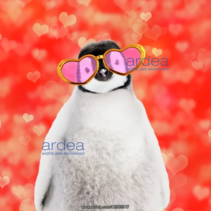 : Emperor penguin chick wearing heart shaped sun glasses : Emperor penguin chick wearing heart shaped sun glasses