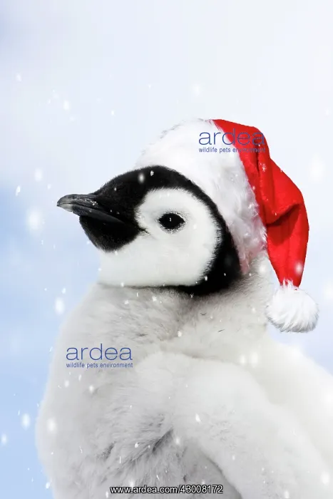 : Emperor Penguin - chick wearing a red Santa Christmas hat : Emperor Penguin - chick wearing a red Santa Christmas hat