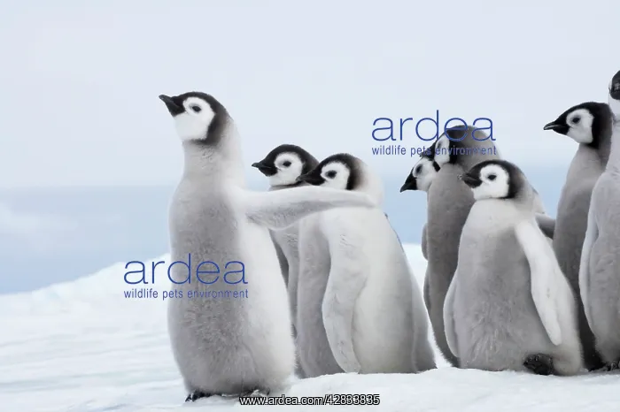 : Emperor Penguin - Chicks : Emperor Penguin - Chicks