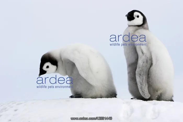 : Emperor Penguin - two chicks : Emperor Penguin - two chicks
