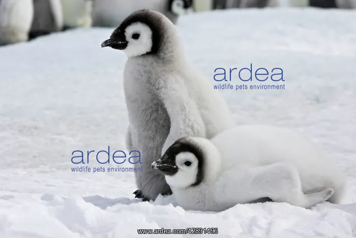 : Emperor Penguin - two chicks : Emperor Penguin - two chicks