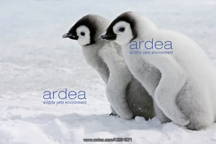 : Emperor Penguin - two chicks : Emperor Penguin - two chicks