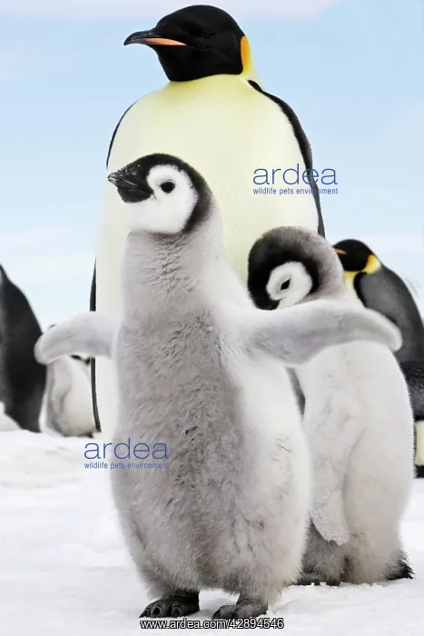 : Emperor Penguin - two chicks : Emperor Penguin - two chicks