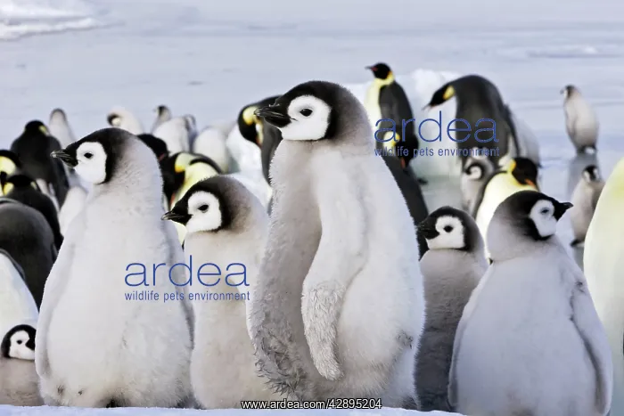 : Emperor Penguin - chicks : Emperor Penguin - chicks