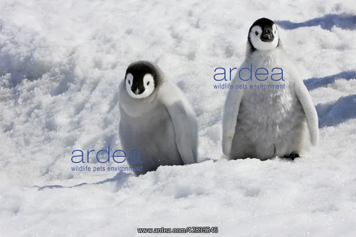 : Emperor Penguin - two chicks : Emperor Penguin - two chicks