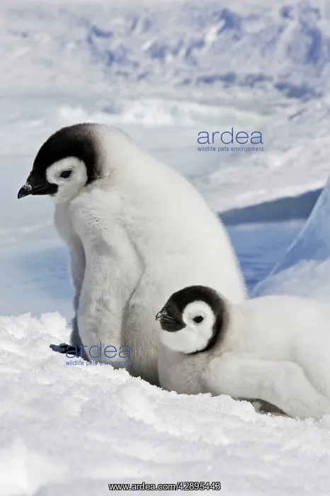 : Emperor Penguin - two chicks : Emperor Penguin - two chicks