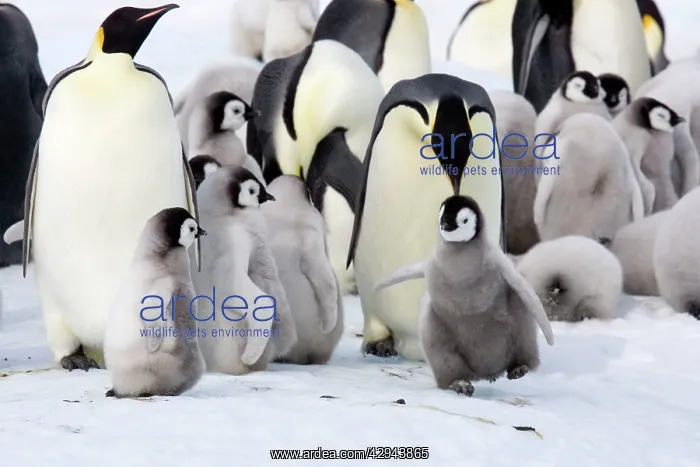 : Emperor Penguin - With chicks : Emperor Penguin - With chicks
