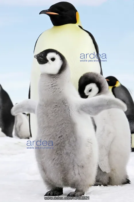 : Emperor Penguin - two chicks : Emperor Penguin - two chicks